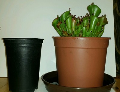 rps20150611_190251.jpg