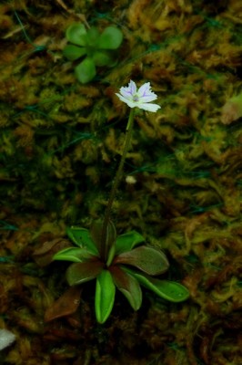 emarginata - Kopija.jpg