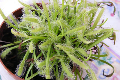Drosera capensis Alba.JPG