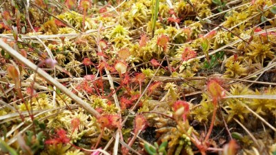 Drosera rotundifolia 2014-06-09.jpg