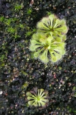 Drosera tokaiensis.jpg