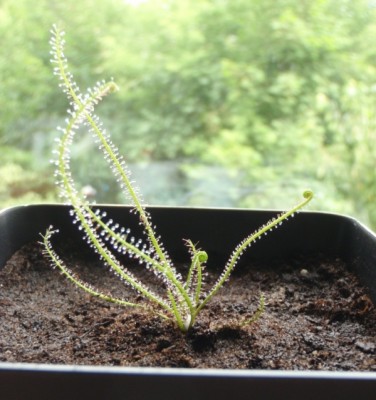 Drosera filiformis 2013.07.03.JPG