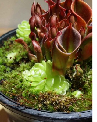 Heliamphora minor 2014-12-10 4.jpg