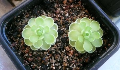 P_jaumavensis-ruduo.JPG