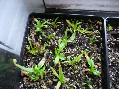 Pinguicula valisnerifolia.jpg