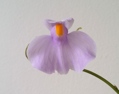 Utricularia longifolia 2014-01-26 4.jpg