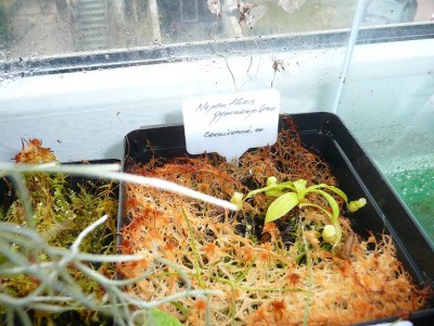 Nepenthes gymnamphora mazas.JPG