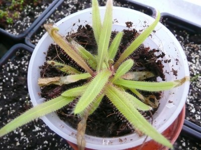 Drosera adeliae2.jpg
