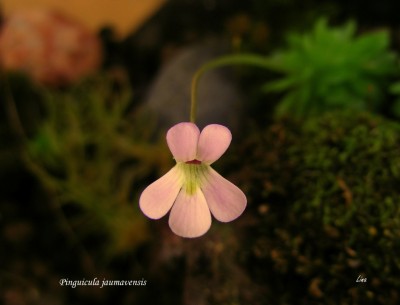 Pinguicula jaumavensis'14.jpg