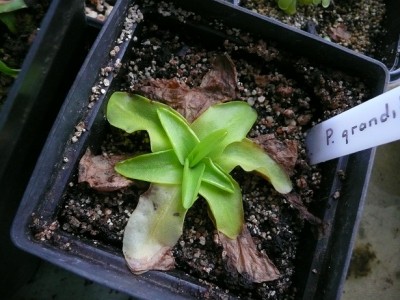 P1130637 pinguicula grandiflora.jpg