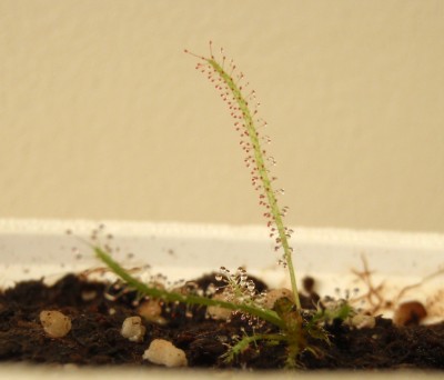 Drosera filiformis 2013.05.09.JPG