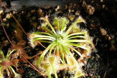 D. omissa.JPG