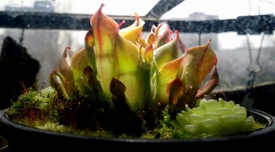 Heliamphora minor 2014-11-06 2.jpg