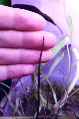 Utricularia longifolia 2013-12-04 4.jpg
